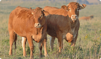 Cattle on a farm