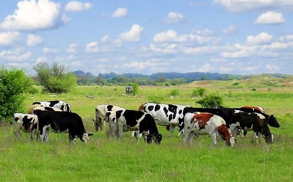 a group of cows grazing in a field